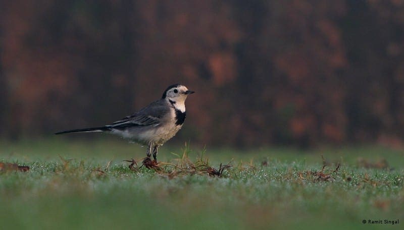 White Wagtail 1