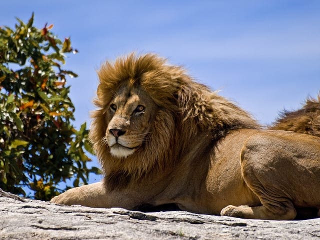 Male Lion basking in the African sun