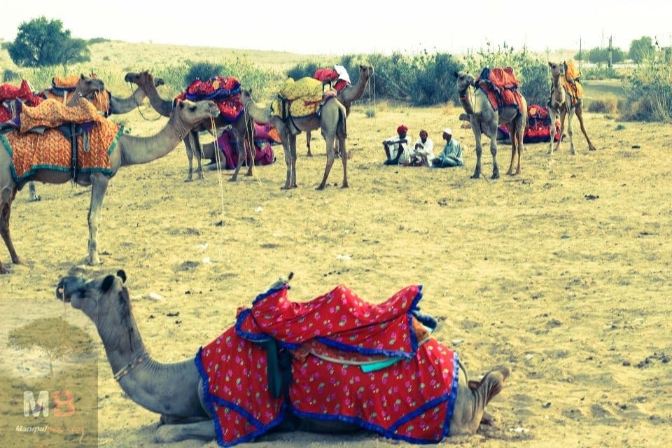 The Camel parking area at the Sam Dunes, Jaisalmer