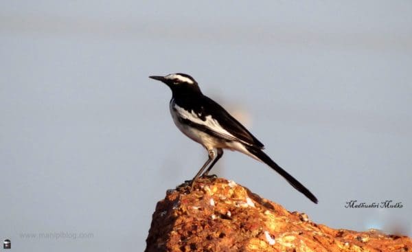 The White-browed Wagtail or Large Pied Wagtail is a medium-sized bird and is the largest member of the wagtail family.