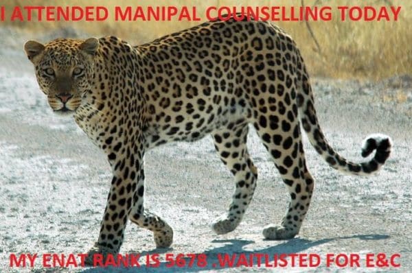 Manipal Leopard