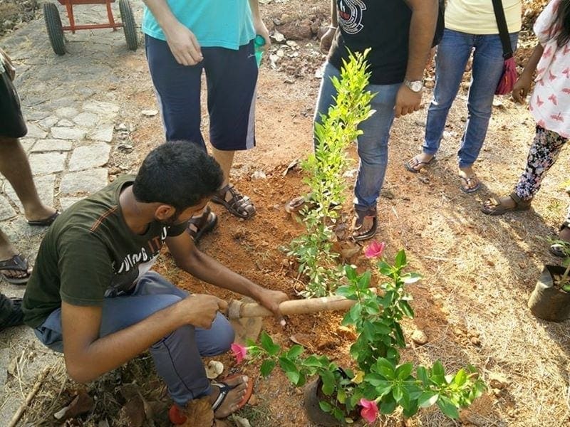 Hopefully this one will grow to provide the Manipal lake with added beauty and shade!
