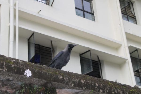 House crow 
