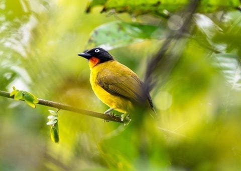 The Gray-headed and Flame-throated Bulbuls are two endemic Bulbuls in the region and they are