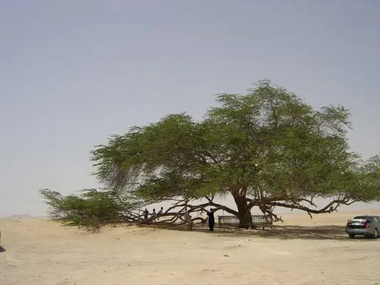 Tree of Life - Bahrain