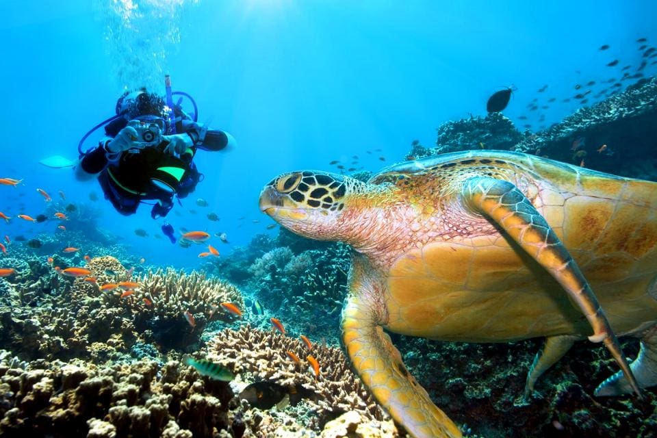 Enjoying Scuba Diving In Malta’s Mediterranean Sea ManipalBlog