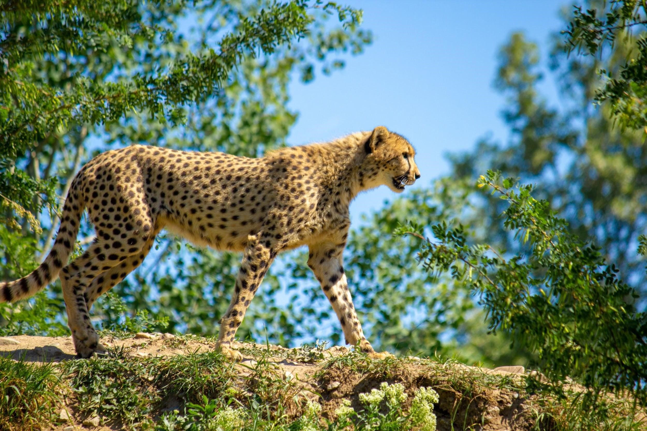 A Guide to Africa's Top Game Reserves - ManipalBlog 