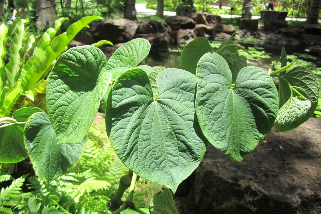 Can You Get Better Sleep With Kava? ManipalBlog